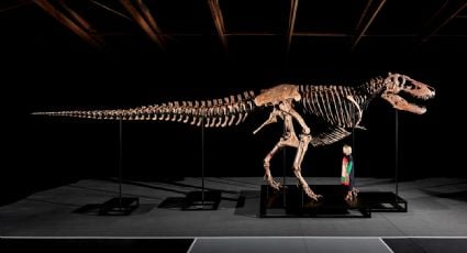 "Gus", uno de los esqueletos de tiranosaurio más grandes encontrados, podría subastarse por hasta 30 mdd