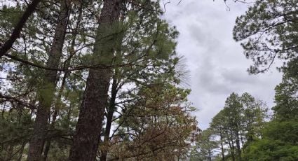 Día del Árbol: los bosques de Honduras podrían desaparecer en 21 años, advierte estudio