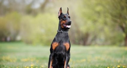 Detectan el primer caso de gusano barrenador en la CDMX: se trata de un perro dóberman