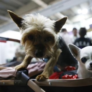 El número de mascotas y la industria para atenderlas crecen en la crisis de natalidad de Chile