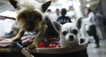 El número de mascotas y la industria para atenderlas crecen en la crisis de natalidad de Chile