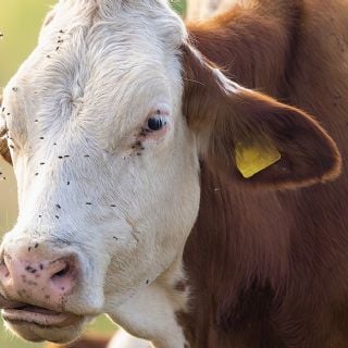 Plaga de gusano barrenador: Estados Unidos registra 12 casos activos en 10 días