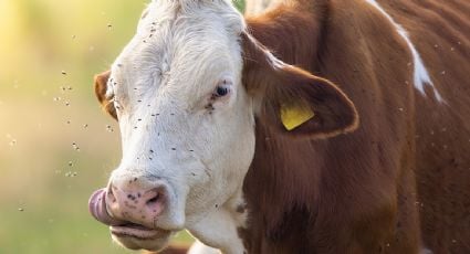 Plaga de gusano barrenador: Estados Unidos registra 12 casos activos en 10 días