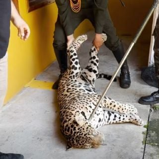 Rescatan a jaguar adulto y enfermo que encontró refugio en una universidad de la Amazonia colombiana