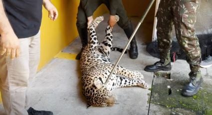 Rescatan a jaguar adulto y enfermo que encontró refugio en una universidad de la Amazonia colombiana