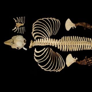 Preservan digitalmente esqueleto de una vaquita marina para promover la conservación de la especie