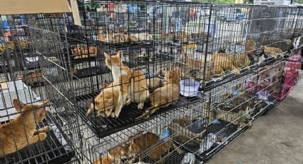 Desmantelan red de comercialización de carne de gato en Vietnam; rescatan cerca de 400 ejemplares