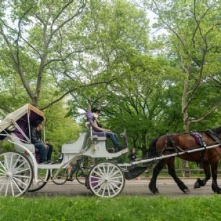 Suspenden paseos en carruajes en Central Park tras la muerte de un turista de la India