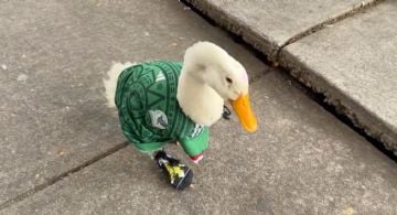 De vender agua a fenómeno viral: la historia del "pato Merlín" en el Mundial 2026