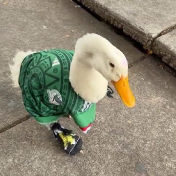 De vender agua a fenómeno viral: la historia del "pato Merlín" en el Mundial 2026