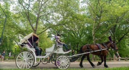 Suspenden paseos en carruajes en Central Park tras la muerte de un turista de la India