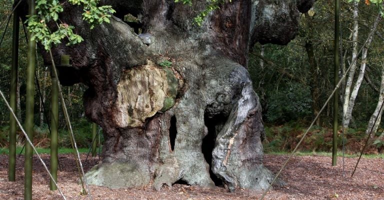 Desde hace años se ha proclamado la muerte de Major Oak. Ahora ha ocurrido.