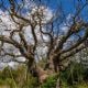 El árbol Major Oak, que se dice dio cobijo a Robin Hood, podría haber muerto por "demasiado amor"