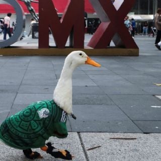 La FIFA nombra al pato Merlín como embajador oficial del Mundial 2026 de la Host City CDMX