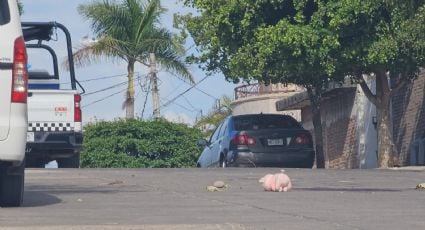 Investigan el hallazgo de “cerditos de peluche” en cuatro homicidios en Culiacán