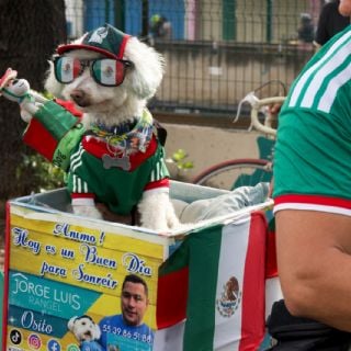La mascota no oficial del Mundial: "Osito" el perro rescatado que roba corazones en CDMX