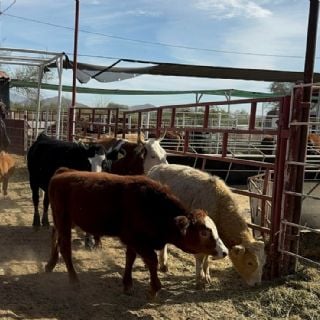 Departamento de Agricultura detecta caso de gusano barrenador en Texas