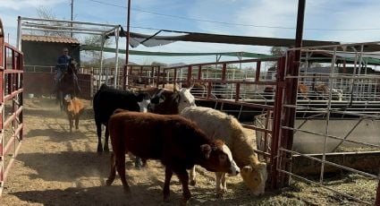 Departamento de Agricultura detecta caso de gusano barrenador en Texas cerca de la frontera con México
