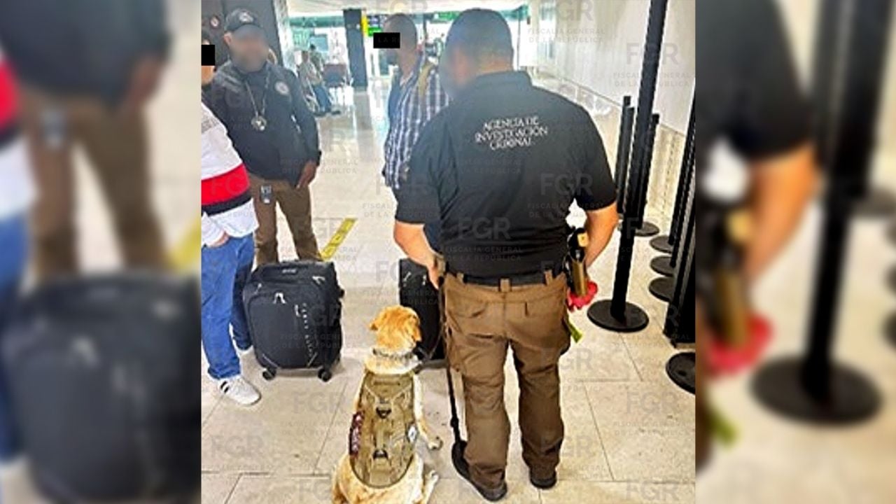 Binomio canino detecta más de 50 kilogramos de cocaína en el Aeropuerto Internacional de Tijuana
