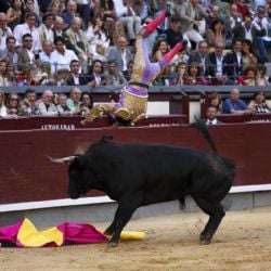El torero Víctor Hernández es arrastrado dramáticamente por el toro durante varios metros en corrida celebrada en Las Ventas