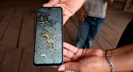 Detectan los primeros casos de gusano barrenador en Guanajuato; son dos adultos de 75 años