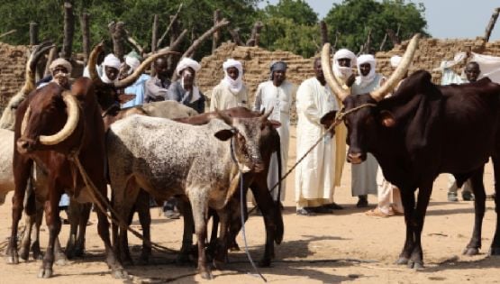 Enfrentamientos entre pastores y campesinos dejan al menos 32 muertos en Chad, entre ellos cuatro niños
