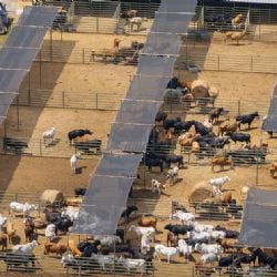 Plaga de gusano barrenador: ganaderos de EU acusan que México se ha beneficiado del cierre de la frontera