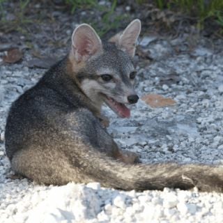 Rescatan al primer ejemplar vivo de zorro enano insular, una especie endémica de México