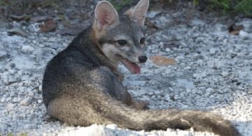 Rescatan al primer ejemplar vivo de zorro enano insular, una especie endémica de México