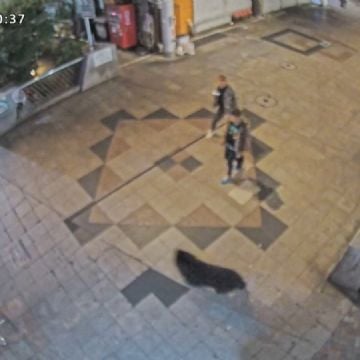 Anuncian el cierre de casi 100 escuelas de una región de Japón tras avistamientos de un oso