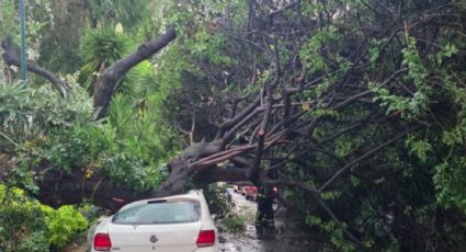 Alerta amarilla en CDMX: las fuertes lluvias dejan encharcamientos y caída de árboles esta tarde