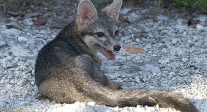 Rescatan al primer ejemplar vivo de zorro enano insular, una especie endémica de México