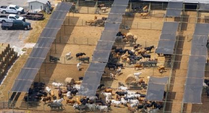 Plaga de gusano barrenador: ganaderos de EU acusan que México se ha beneficiado del cierre de la frontera