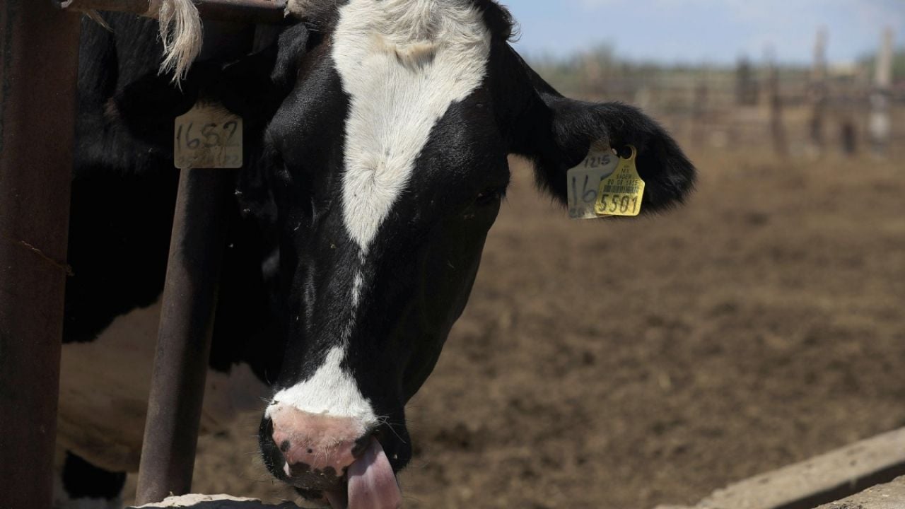 Suspenden importación de animales vivos a México desde EU po