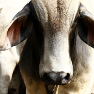 Suman cinco casos de gusano barrenador en Estados Unidos tras la detección de uno fuera de Texas