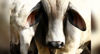 Suman cinco casos de gusano barrenador en Estados Unidos tras la detección de uno nuevo fuera de Texas