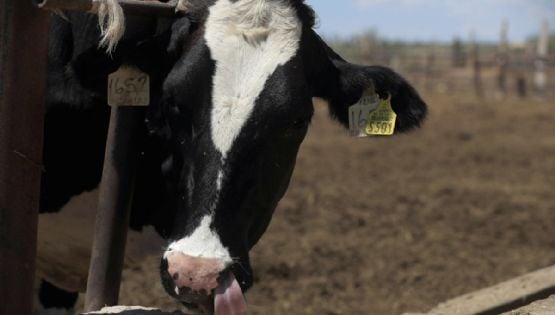 Suspenden importación de animales vivos a México desde EU por brote de gusano barrenador