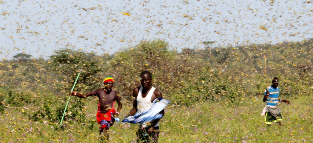 África: invadida por plagas