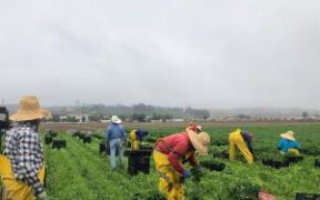 agricultores-los-angeles-sufren-efectos-pesticida-salud