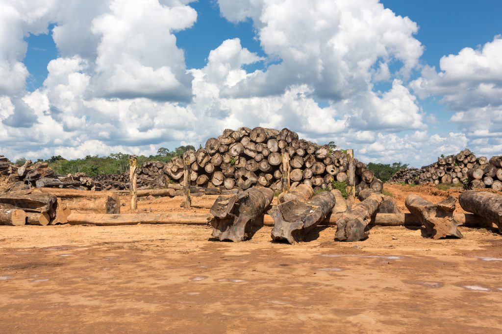 Registran récord de deforestación en el Amazonas