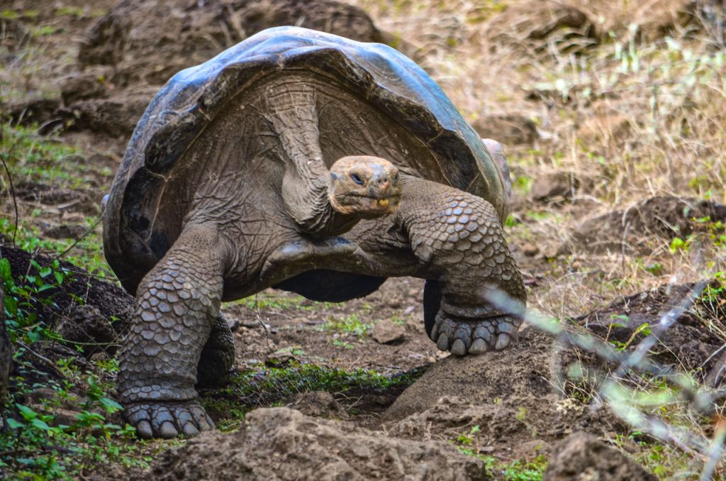 Expedición en Galápagos halla dos especies de tortugas que se creían extintas.