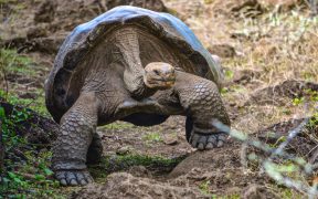 Expedición en Galápagos halla dos especies de tortugas que se creían extintas.