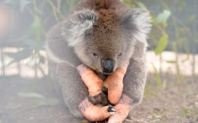 video-koala-regresa-hogar-rescatado-incendios-australia